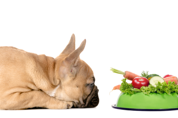 Cani e Pomodori: Una Guida per Proprietari Responsabili Amici e Natura iTALIA Cani e Pomodori: Una Guida per Proprietari Responsabili Amici e Natura iTALIA